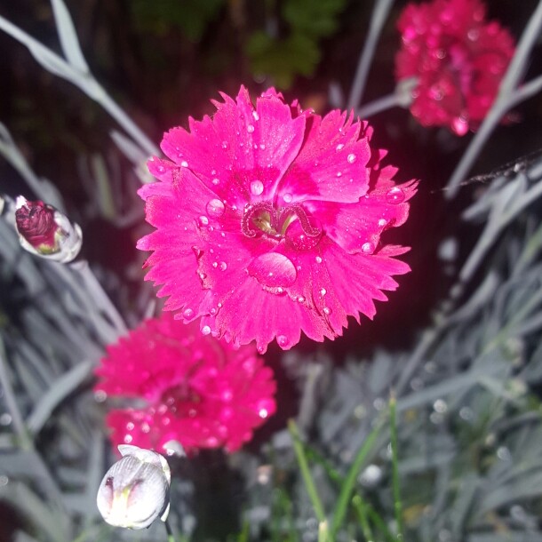 Plant image Dianthus 'Devon Xera 'Firestar'