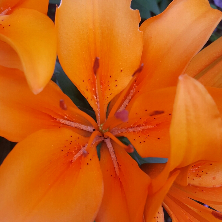 Plant image Lilium 'Brilliant Joy'