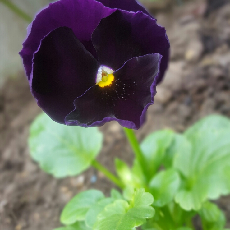 Plant image Viola Cornuta 'Black Jack'