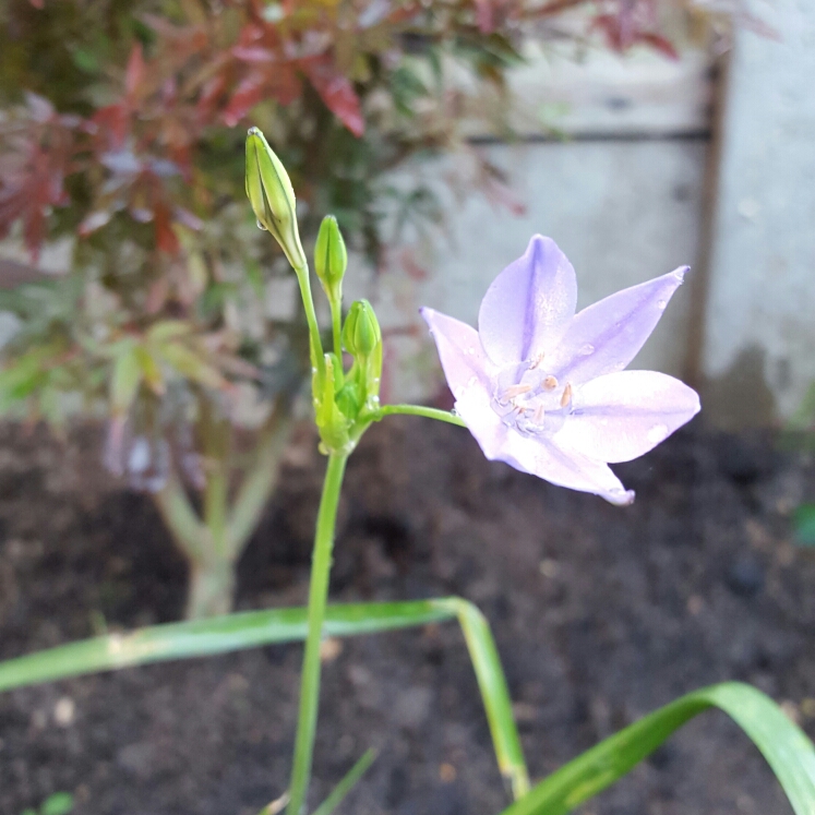 Plant image Triteleia 'Queen Fabiola' syn. Brodiaea 'Queen Fabiola'