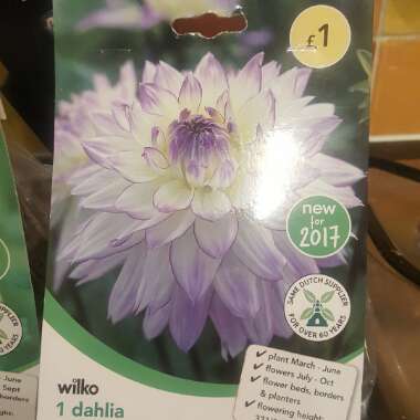 Dahlia 'Crazy Love'