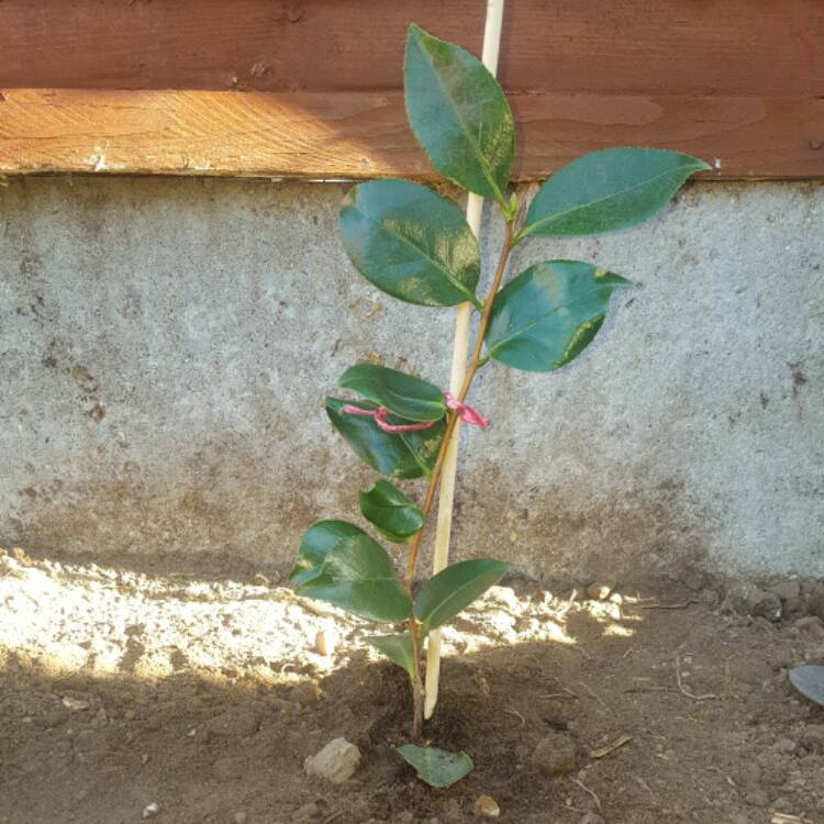 Plant image Camellia x williamsii 'Debbie'