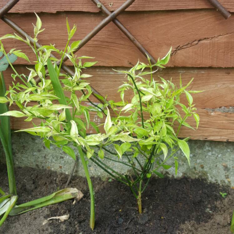 Plant image Jasminum x stephanense