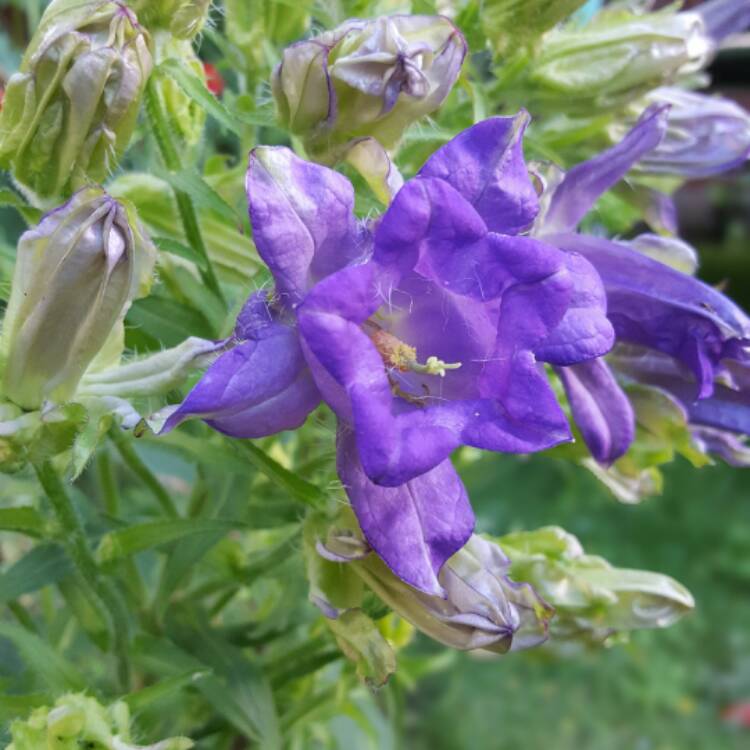 Plant image Campanula medium