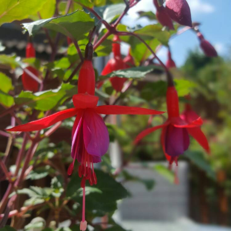 Plant image Fuchsia 'Beacon'