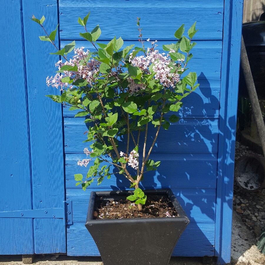 Plant image Syringa 'Morjos 060f' syn. Syringa 'Josee'