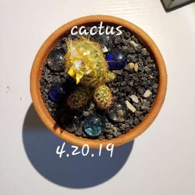 Cactus