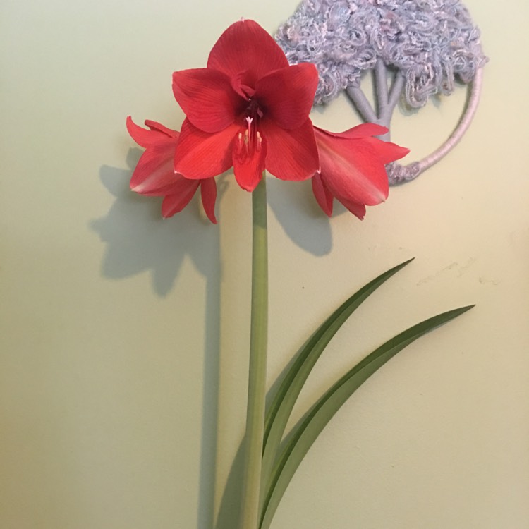 Plant image Hippeastrum (Galaxy Group) 'Red Pearl'