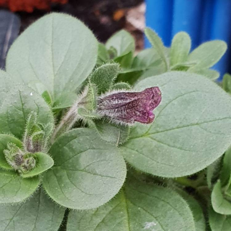 Plant image Petunia 'Cascadias Purple' (Cascadias Series) syn. Petunia 'Purple'