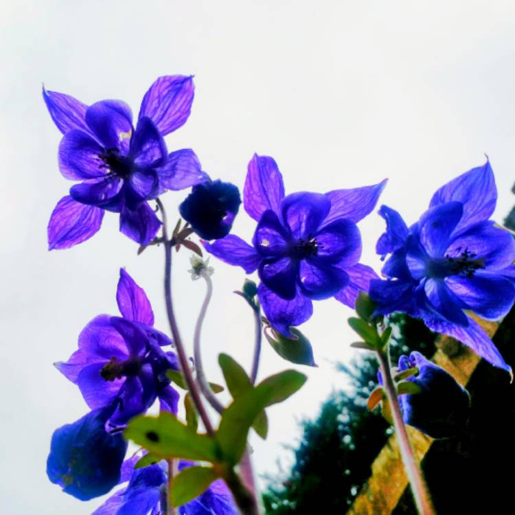 Plant image Aquilegia alpina