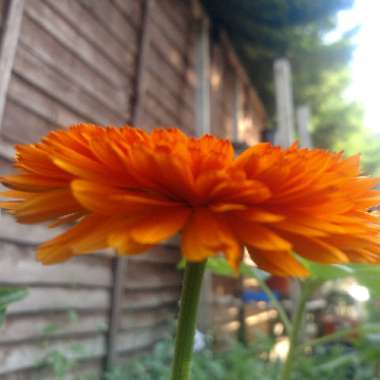 Pot Marigold