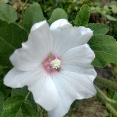 Tree Mallow 'Barnsley Baby'