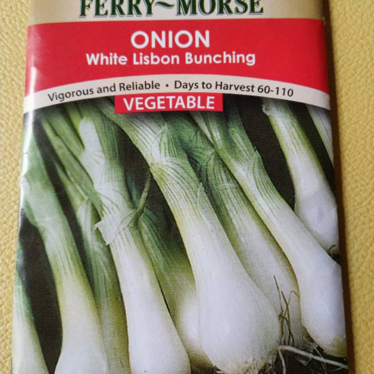 Plant image Allium fistulosum 'White Lisbon'