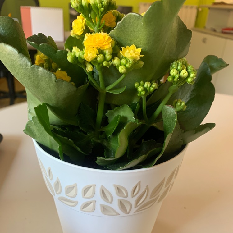 Plant image Kalanchoe Blossfeldiana 'Yellow'