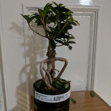 Ficus microcarpa 'Ginseng'