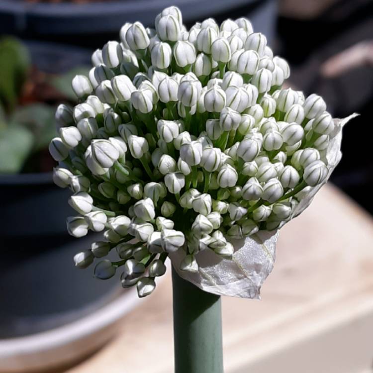 Plant image Allium fistulosum 'Performer'