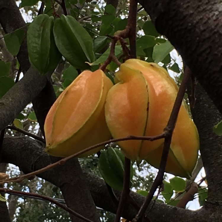 Plant image Averrhoa Carambola