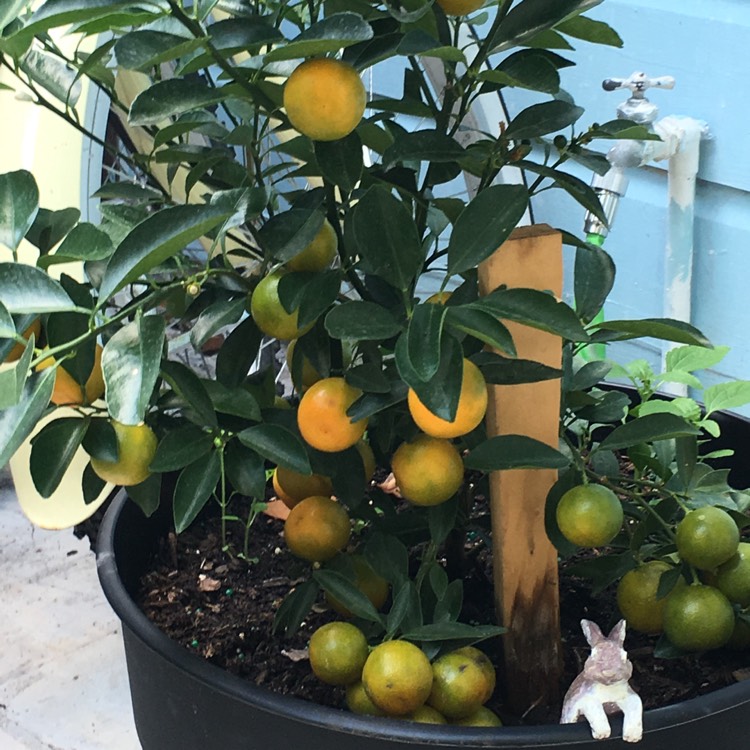 Plant image Citrus x microcarpa