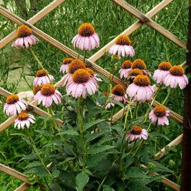 Coneflower (Echinacea)