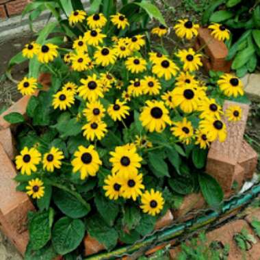 Coneflower 'Goldsturm'