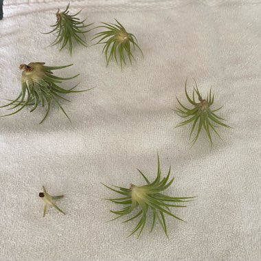 Airplant