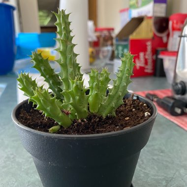 Huernia 'Schneideriana'