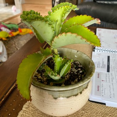 Mother of Thousands