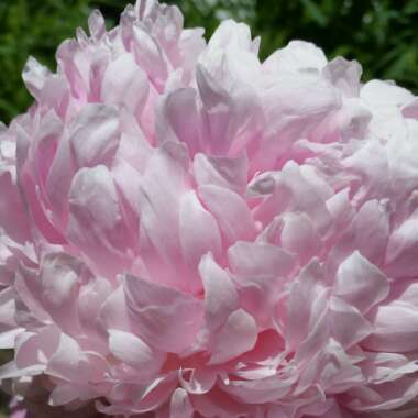 Peony