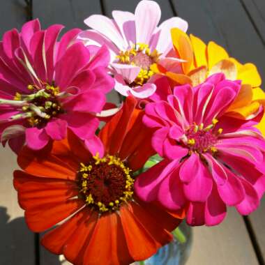 Zinnia