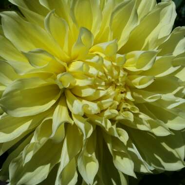 Dahlia 'Kelvin Floodlight'