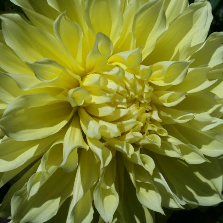 Plant image Dahlia 'Kelvin Floodlight'