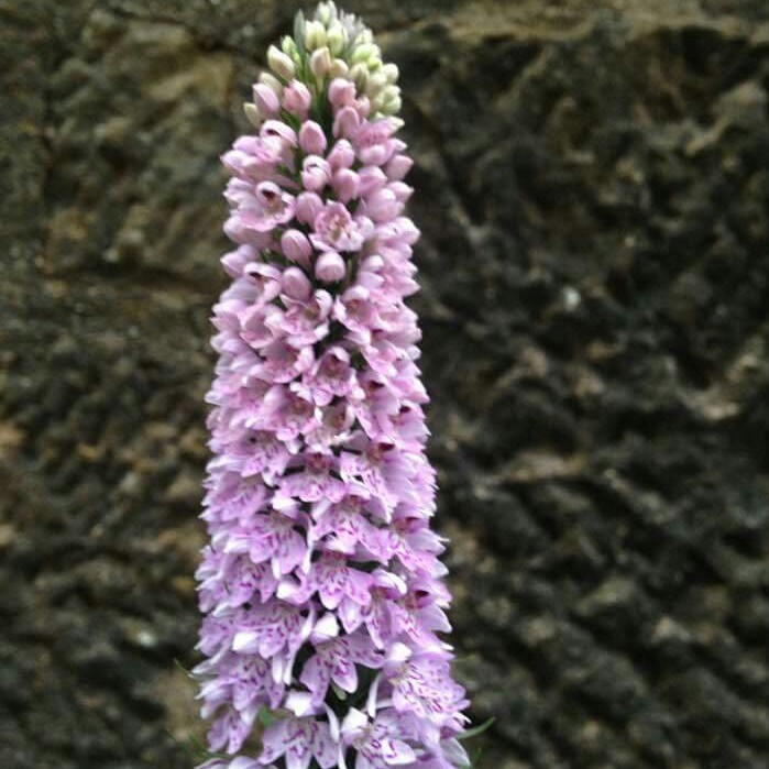 Plant image Dactylorhiza fuchsii