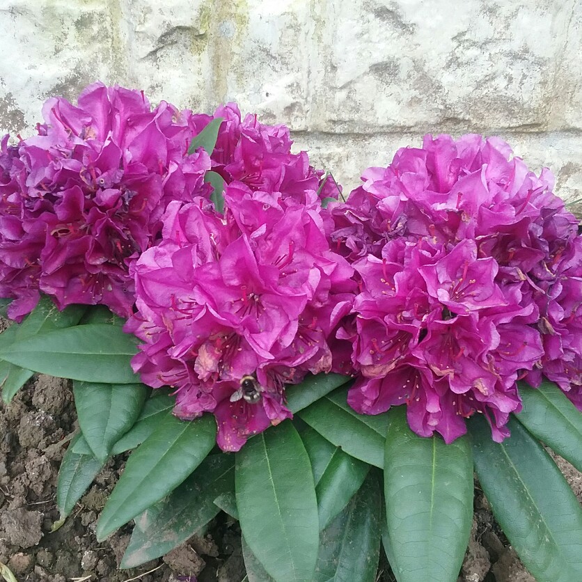 Plant image Rhododendron 'Delta'