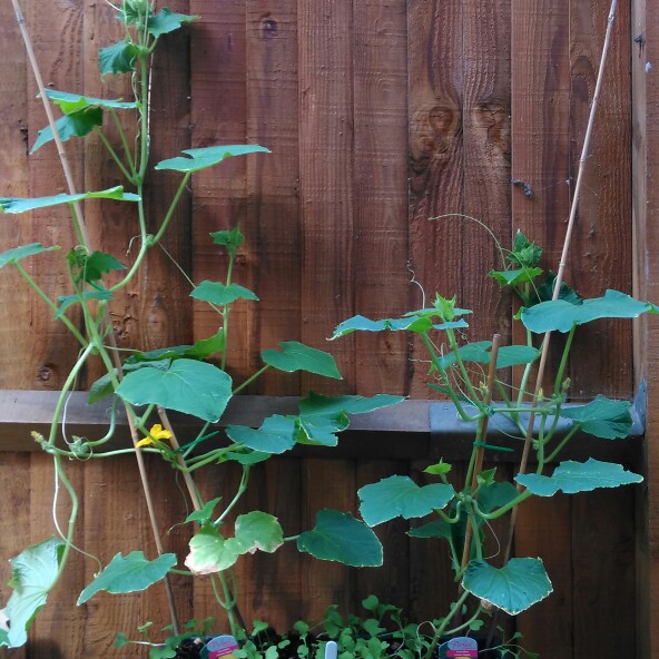 Cucumber 'Lemon apple'