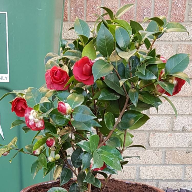 Plant image Camellia reticulata x williamsii 'Black Lace'