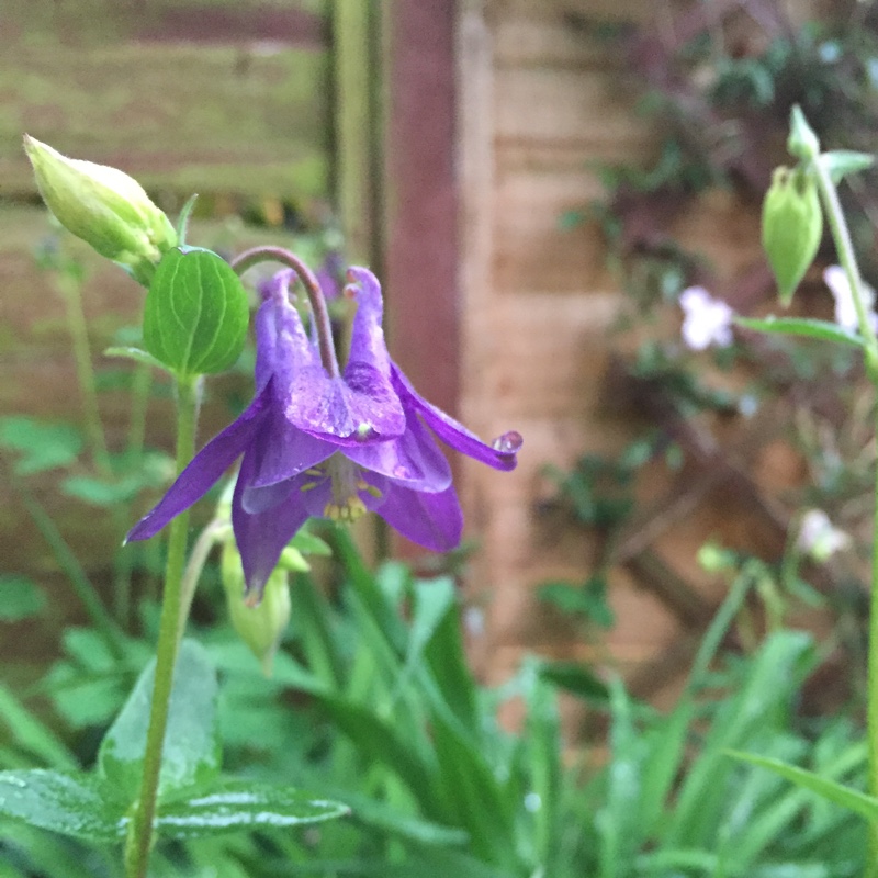 Plant image Aquilegia 'Hensoll Harebell'