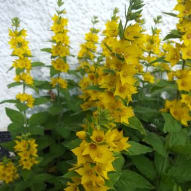 Large Yellow Loosestrife