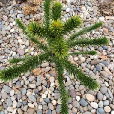 Monkey Puzzle Tree