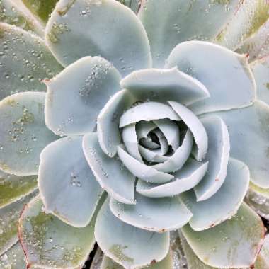 Echeveria 'Domingo'