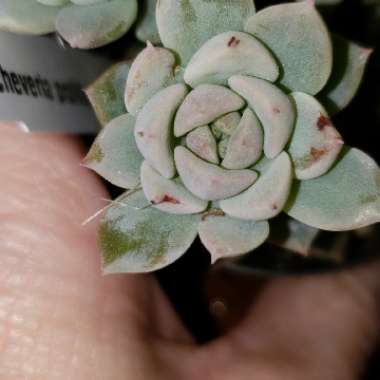 Echeveria 'Prolifica'