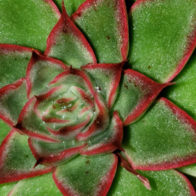 Plant image Echeveria Sagitta