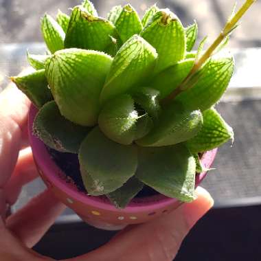 Haworthia 'Cuspidata'