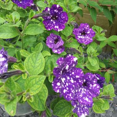 Petunia 'Kleph15313' syn. Petunia 'Night Sky', Petunia 'Headliner Night Sky'