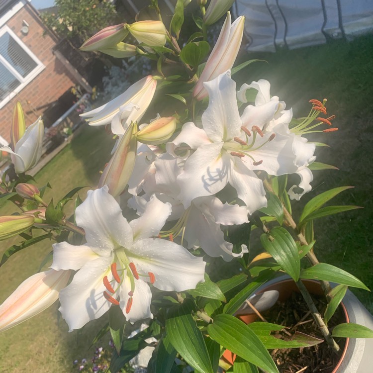 Plant image Lilium candidum