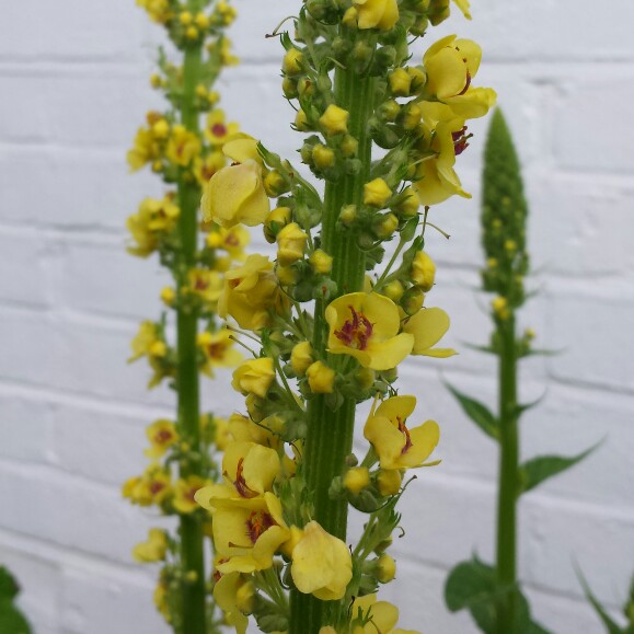 Plant image Verbascum thapsus