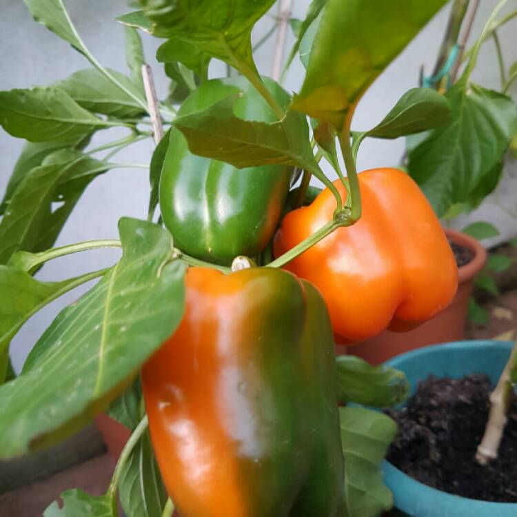 Plant image Capsicum 'Orange Bell'