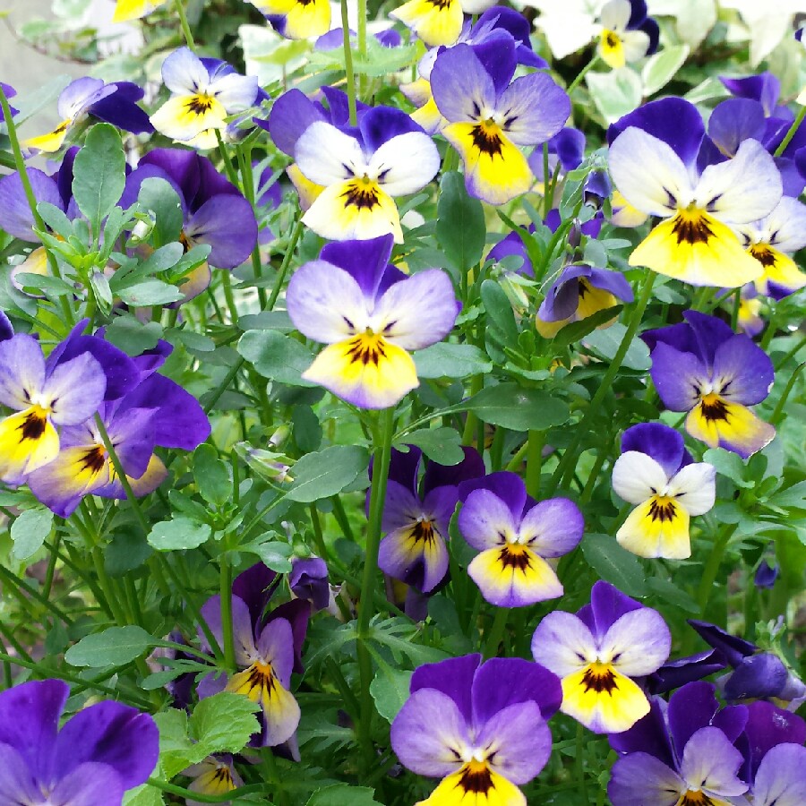 Plant image Viola cornuta 'Rocky Mickey'