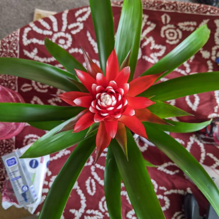 Plant image Guzmania 'Hope'