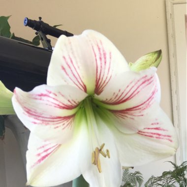 Hippeastrum