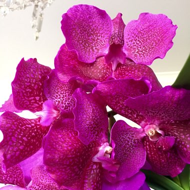 Vanda